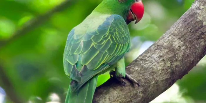 burung yang mudah dipelihara