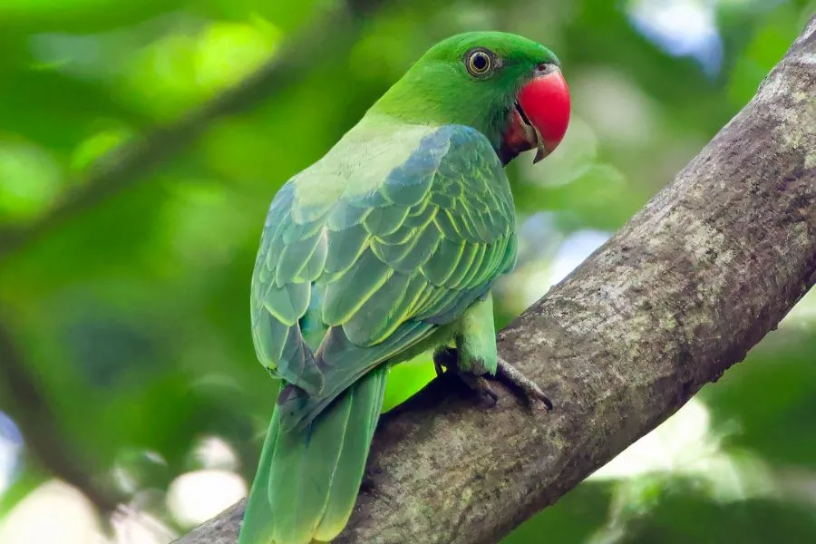 burung yang mudah dipelihara