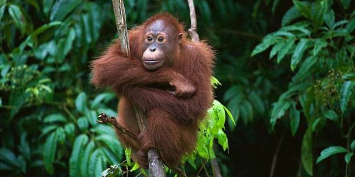 Fauna Terancam Punah yang hidup Di indonesia saat ini karena alam banyak dirusak oleh manusia itu sendiri