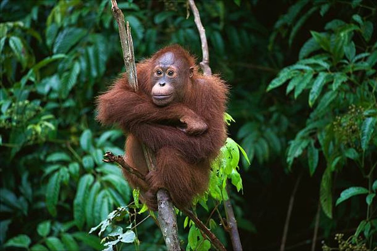 Fauna Terancam Punah yang hidup Di indonesia saat ini karena alam banyak dirusak oleh manusia itu sendiri