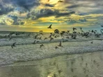 burung pantai kembali ke sumatera