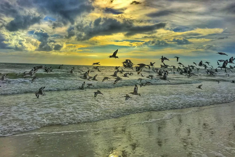 burung pantai kembali ke sumatera