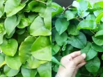 daun binahong