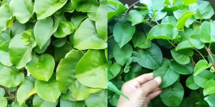 daun binahong