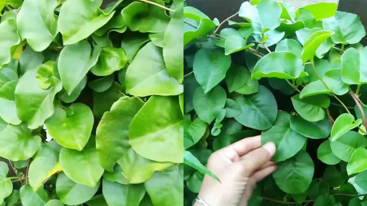 daun binahong