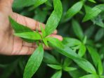 daun sambiloto