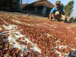 harga komuditas lokal