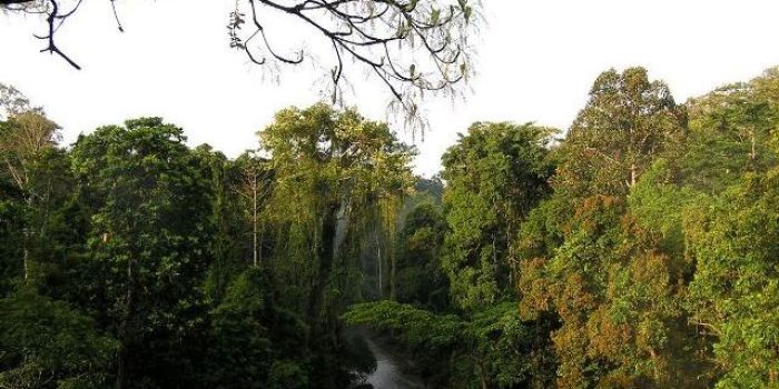 Hutan Hujan Tropis Sumatra