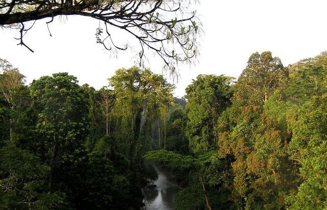 Hutan Hujan Tropis Sumatra