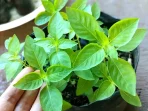 manfaat daun kemangi