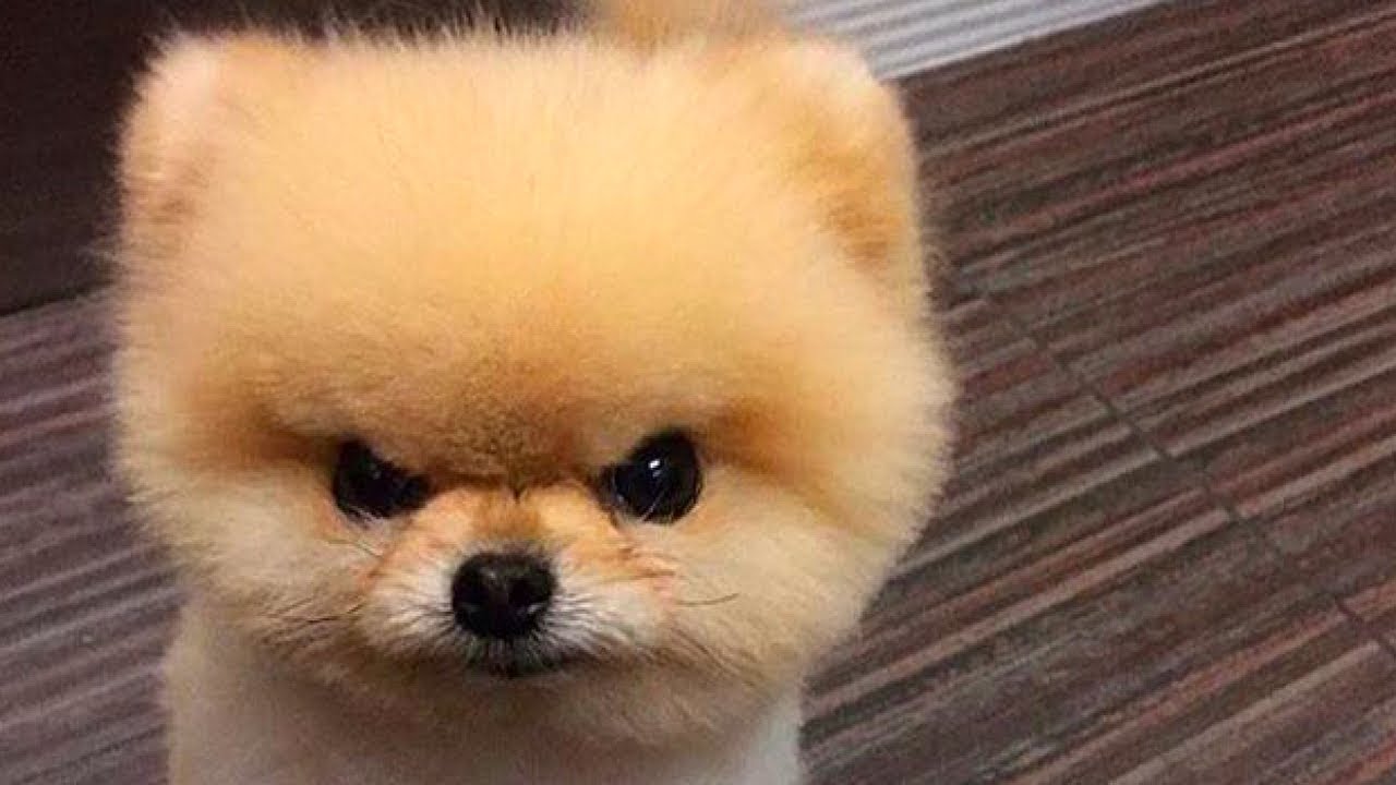 psikologi anjing