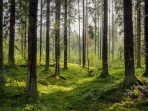 sound of forest