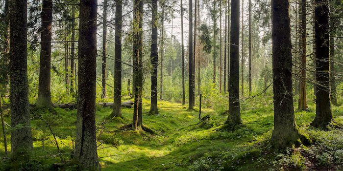 sound of forest