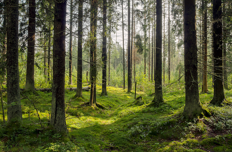 sound of forest