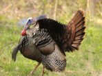 burung tak terbang