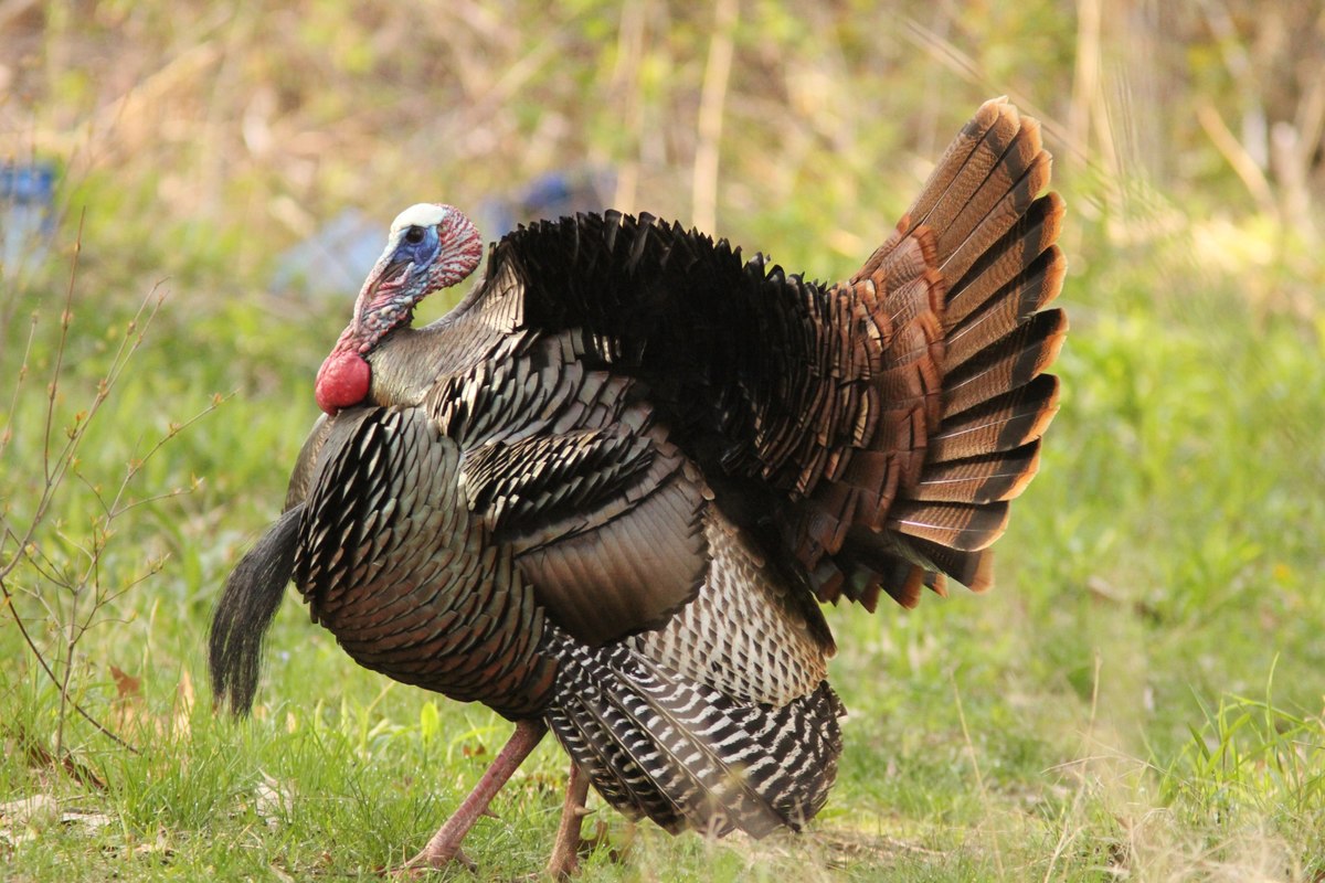 burung tak terbang