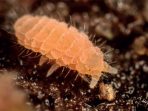 fauna mikroba