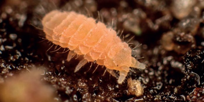 fauna mikroba