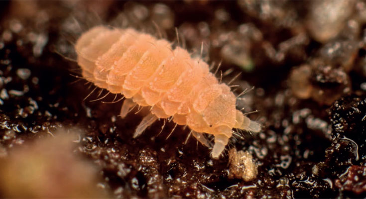 fauna mikroba